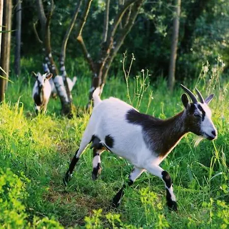 Casa Oliva - Casa Da Lenha *