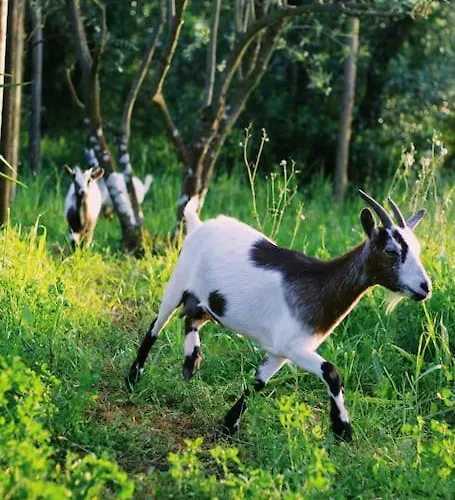Casa Oliva - Casa Da Lenha *